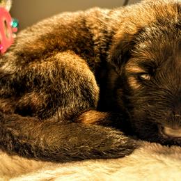 Whisper Lane - Sable female German Shepherd puppy in Kingsley, Michigan from Legacy German Shepherds