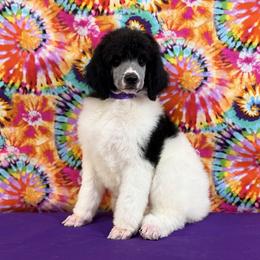 Purple - Black female Poodle puppy in Houma, Louisiana from Smart Azz Poodles