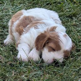 Dex - Blenheim male Cavapoo puppy in Newport, North Carolina from Crystal Coast Cavapoodles
