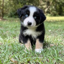 Ivan - Brown Collar - Black tri male Miniature Australian Shepherd puppy in Lacombe, Louisiana from Indigo River Aussies