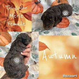Autumn - Merle female Bernedoodle puppy in Godwin, North Carolina from Farm Sweet Farm Doodles