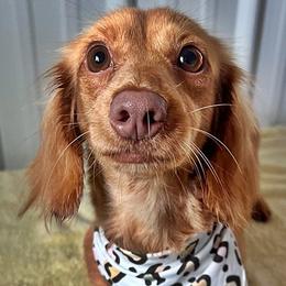 Ember - Dachshund