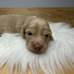 Mistletoe - Cream male Dachshund puppy in Rockwell, North Carolina from Lucy’s Mini Doxies