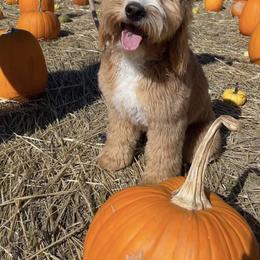 Goldendoodle All Grown Up from The Puppy Nest