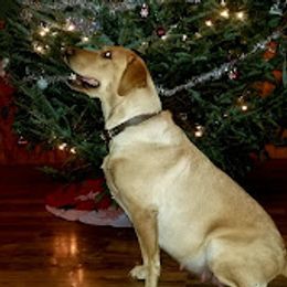 Zoey - Labrador Retriever