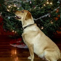 Zoey - Labrador Retriever