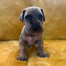 Badger - Merle male Great Dane puppy in Jerusalem, Arkansas from Mara Danes