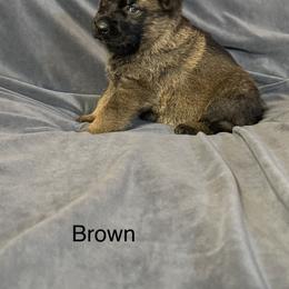 Brown - Sable male German Shepherd puppy in Andalusia, Alabama from Keisha Jones