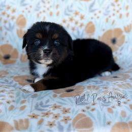 Thor - Black tri male Toy Australian Shepherd puppy in Liberty Hill, Texas from Pistol Paws Aussies