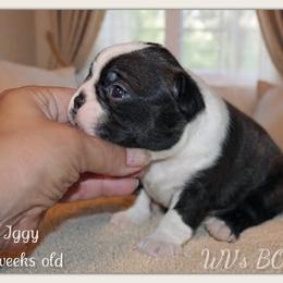 Boy 1 - Black brindle and white male Boston Terrier puppy in North Central, Vermont from Windy Valley’s Bostons