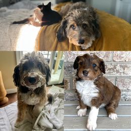 Aussiedoodle Puppies from A Dose Of Doodle