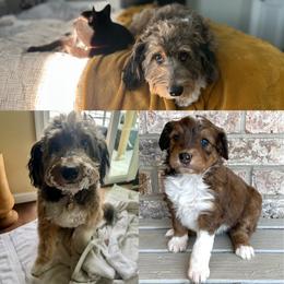 Aussiedoodle Puppies from A Dose Of Doodle