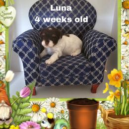 Purple parti girl - Parti female Yorkshire Terrier puppy in Inverness, Florida from Luvayorkie&more