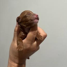 Shadow - Red  male Poodle puppy in Tampa, Florida from The Sweet Life of a Toy Poodle