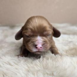 Sage - Ruby male Cavalier King Charles Spaniel puppy in Wildomar, California from Enchanted Rose Cavaliers