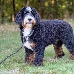 Alpha - Bernedoodle