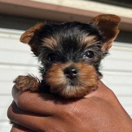 Jasper (Brown collar) - Black and gold male Yorkshire Terrier puppy in Dearborn Heights, Michigan from Taste Of Flavor LLC