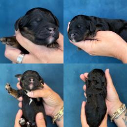 Victor - Black male Cockapoo puppy in Yuciapa, California from AlltheDoodlez_