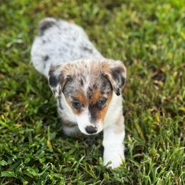 Maggie - Blue merle and white female American Corgi puppy in Nortonville, Kansas from Low Riders Corgis & Mini Aussies