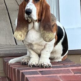 Stella - Basset Hound