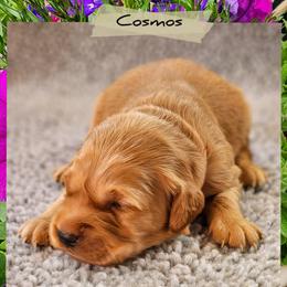 Cosmos - Dark golden male Golden Retriever puppy in Shelton, Washington from Kennedy Goldens