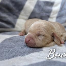 Bowie - Cream male Dachshund puppy in Russellville, Arkansas from River Valley Daschunds