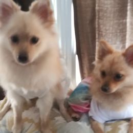 Pomeranian All Grown Up from Roxy's Pomeranian Puppies