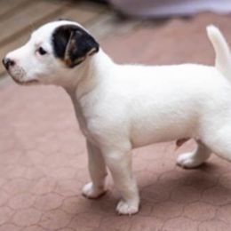 Red collar - Tri-colored male Parson Russell Terrier puppy in Branford, Florida from Loyalville