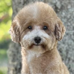 Bernedoodles, Cavapoos, and Poodles from Kelly Brooks