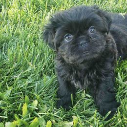 Shih Tzus from Kim's Shih Tzus