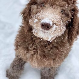Poodle Puppies from Southern Sunshine Standards