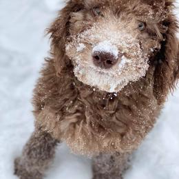 Poodle Puppies from Southern Sunshine Standards