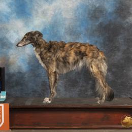 Charity - Silken Windhound
