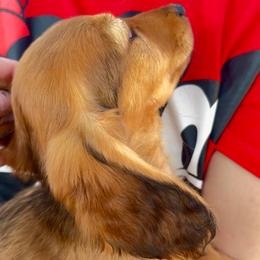 Bear - Red male Dachshund puppy in Visalia, California from DachGraston Dachshunds