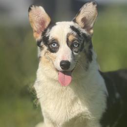 American Corgis and Pembroke Welsh Corgis from Rhettro Kennels