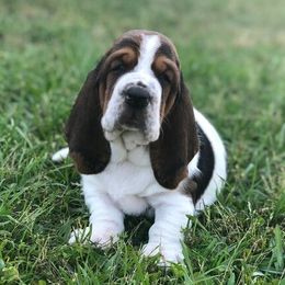 Basset Hounds, Cavalier King Charles Spaniels, and Mastiffs from Southern Oaks Kennel