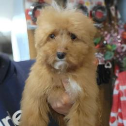Jack - Apricot male Goldendoodle puppy in Milwaukwe, Wisconsin from Wisconsin Doodles