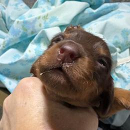 Boy 2 AKC - Chocolate and tan male Dachshund puppy in Fayetteville, Pennsylvania from PA's Darling Doxies