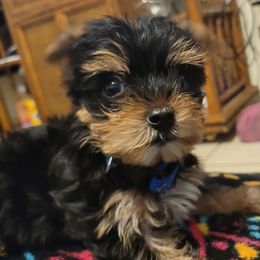 Yorkshire Terriers from Robbie Puppies