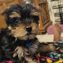 Yorkshire Terriers from Robbie Puppies
