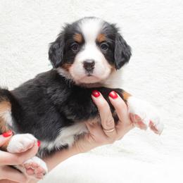 Bernese Mountain Dog Puppies from Berner Dynasty