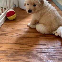Boy 2 - male Golden Retriever puppy in Frederick, Maryland from Sugarloaf Golden Retrievers (Formerly Vixena Golden Retrievers)