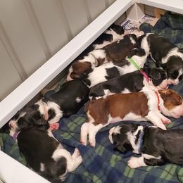 English Springer Spaniel Puppies from Maple Hill Farm English Springer Spaniels