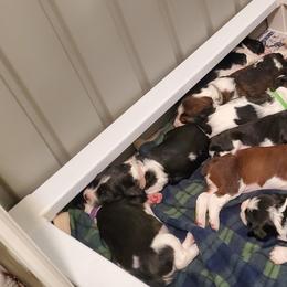 English Springer Spaniel Puppies from Maple Hill Farm English Springer Spaniels
