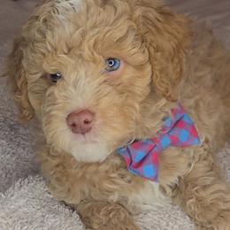 Green - Red  male Goldendoodle puppy in Grovetown, Georgia from Snug-a-Doodles