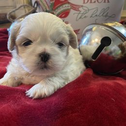 Shih Tzu Puppies from Twilight Shih Tzu
