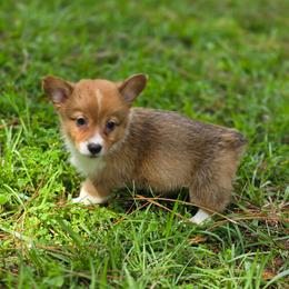 Isabela - Sable and white female American Corgi puppy in Tallahassee, Florida from Koko's Korgis