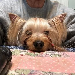 Bruce - Yorkshire Terrier