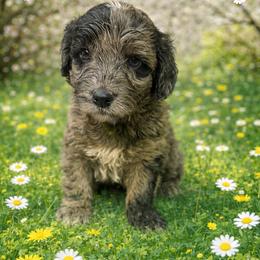 Simon light green collar - Merle male Goldendoodle puppy in North Branch, Michigan from Graceful Miniature Goldendoodles