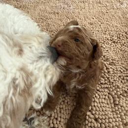 Solo Noel - Red  female Poodle puppy in South Jordan, Utah from Diamond Companions